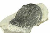 Bargain, Hollardops Trilobite Fossil - Ofaten, Morocco #287479-5